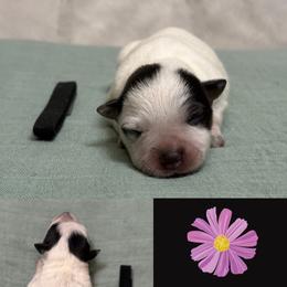 Cosmos - Blue mottled male Australian Cattle Dog puppy in Seneca, Missouri from MO Morningstar Heelers