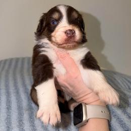 Klaus - Red tri-color male Australian Shepherd puppy in Anniston, Alabama from All Hale Aussies