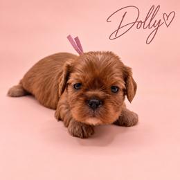Dolly - Ruby female Cavalier King Charles Spaniel puppy in Mayo, Florida from Kingston’s Cavaliers