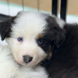 M2 - Black tri-color male Australian Shepherd puppy in Arrington, Tennessee from Tumblin T Aussies and Aussiedoodles