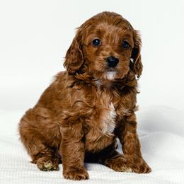 Emily - Red  female Goldendoodle puppy in Slc, Utah from Timp Doodles