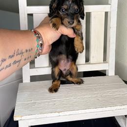 Flower - Dapple female Dachshund puppy in Maidsville, West Virginia from L&B Lowriders