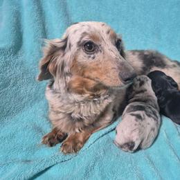 Dachshund puppies from Paragon Puppies