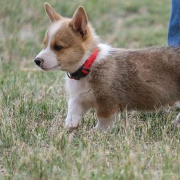 Pembroke Welsh Corgi Puppies from Country Corgis