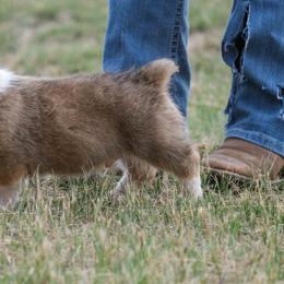 Pembroke Welsh Corgi Puppies from Country Corgis
