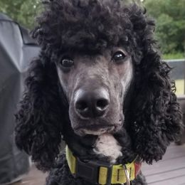 Gabbana - Poodle