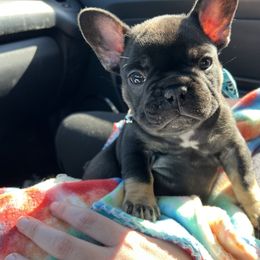 French Bulldog Puppies from Stratton Kennel