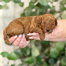 Porthos - Red  male Poodle puppy in Salem, Oregon from Lavish Poodles