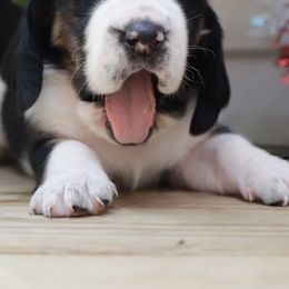 Basset Hound Puppies from Pleasant Bay Basset Hounds