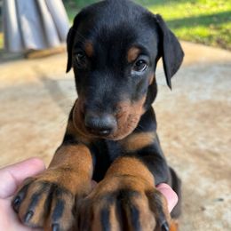 Grimm - Black and rust male Doberman Pinscher puppy in Toney, Alabama from Bhon Mhuir Dobermanns