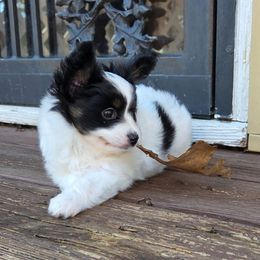 Harley - Black brown and white male Papillon puppy in Mountain Home, Arkansas from King's Papillons