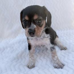 Pocket Beagle Girl 4 - Black tan and white female Beagle puppy in Gentry, Arkansas from HC Puppy Ranch