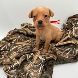 Orange - Yellow female Labrador Retriever puppy in Heath Springs, South Carolina from Rich Hill Retrievers