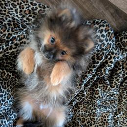 H - Orange sable male Pomeranian puppy in Cocoa, Florida from Pom Coast Pomeranians