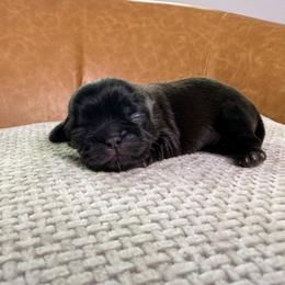 Boy 1 - Black male Shih Tzu puppy in Groveland, Florida from Jenny's Shih Tzus