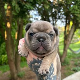 Versace - Blue fawn female French Bulldog puppy in Hemlock, Michigan from Top Billin' Frenchies, LLC