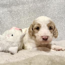 Boy 2 - male Goldendoodle puppy in Temecula, California from Doodle Dreams