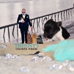 Yorkshire Terrier Puppies from Tiffany’s Colorful Yorkies