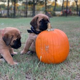 Mastiff Puppies from Red River Mastiff
