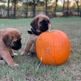Mastiff Puppies from Red River Mastiff