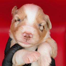Quinn5Boy2- RMM,NBT, blue eyes likely, CHIC-OFA-DNA-AKC Titled Parents - Red merle male Australian Shepherd puppy in South Hill, Virginia from Silverside Aussies LLC