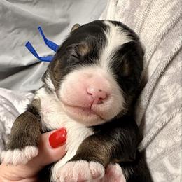 Periwinkle collar boy - Tri-color male Bernedoodle puppy in Lake, Michigan from 3 King Doodles & Poodles