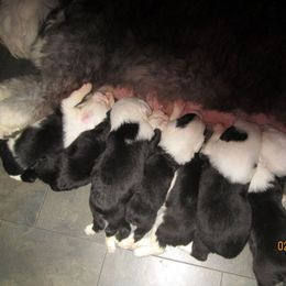 Old English Sheepdog Puppies from Orleans Old English Sheepdogs
