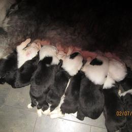 Old English Sheepdog Puppies from Orleans Old English Sheepdogs