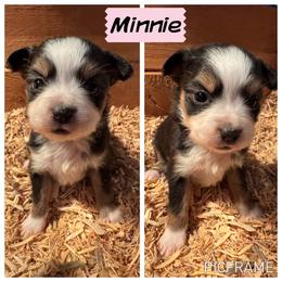 Minnie - Black tri female Toy Australian Shepherd puppy in Menan, Idaho from Teton Toy Aussies
