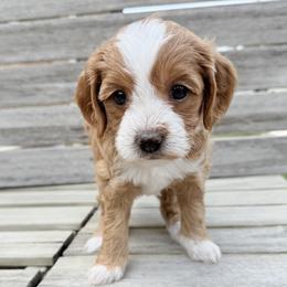 Honeysuckle (Pink) - Red  female Goldendoodle puppy in Twin Falls, Idaho from Magic Valley Family Doodles