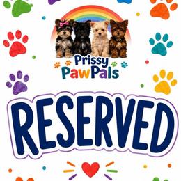 Yellow Collar - Parti female Yorkshire Terrier puppy in Flowood, Mississippi from Prissy PawPals