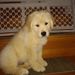 Golden Retriever Puppies from OPK GOLDENS
