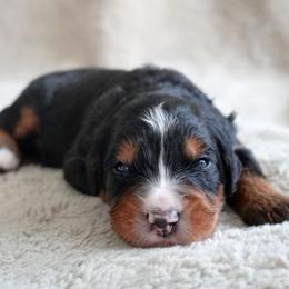 Laurent - Tri-color male Bernedoodle puppy in Folsom, Louisiana from DoodlesFarmCo