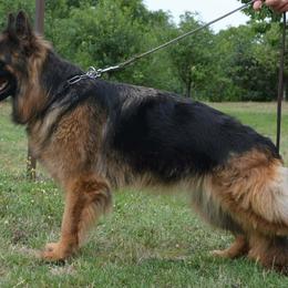 Nera - German Shepherd