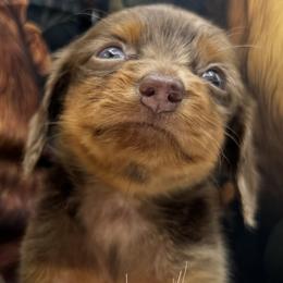 Kylo - Dapple male Dachshund puppy in Cabool, Missouri from Dachshund's of Country Magic Farms in Missouri