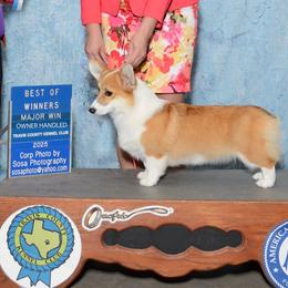 Elsa - Pembroke Welsh Corgi