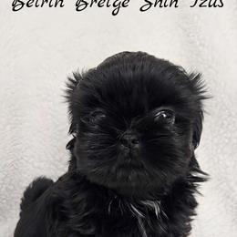 MOCHI - Black female Shih Tzu puppy in Las Vegas, Nevada from Beirin Breige Shih Tzus