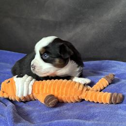 Flurry - Black tri female Miniature American Shepherd puppy in Ewing, Kentucky from Bright Hope Aussies