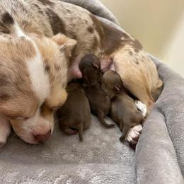 Chihuahua Puppies from Cloud9 Chihuahuas