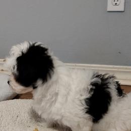 Coton de Tulear Puppies from Coton Country