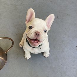 French Bulldog and Rottweiler Puppies from Wrinkle Boss FrenchBulldogs