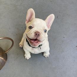 French Bulldog and Rottweiler Puppies from Wrinkle Boss FrenchBulldogs