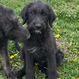Elm - Black and white female Assorted Doodle Crosses puppy in Kansas City, Missouri from Beary GoldenDoodles