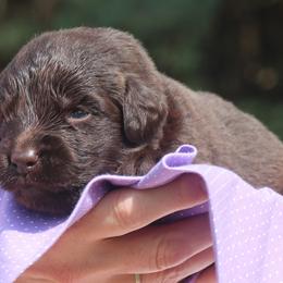 Newfoundland Puppies from Pine River Newfoundlands