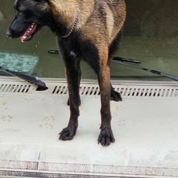 Mora - Belgian Malinois