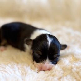 Misty - Black and tan female Pembroke Welsh Corgi puppy in Chubbuck, Idaho from Sunny J Corgis and Mini Americans