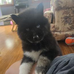 Puddle - Black female Siberian Husky puppy in Michigan from Gray Run Siberian Huskies