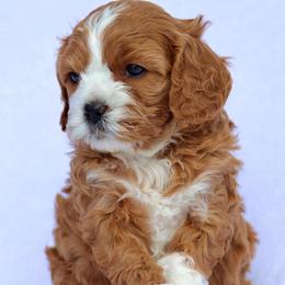 Poppy - Red female Cavapoo puppy in Vineyard, Utah from Pitter Patter Puppies