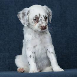Boy 5 - male Dalmatian puppy in Cottage Grove, Oregon from Hidden Hills Dalmatians