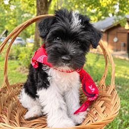 Clover - Parti female Miniature Schnauzer puppy in Charlotte, Tennessee from Heritage Miniature Schnauzers